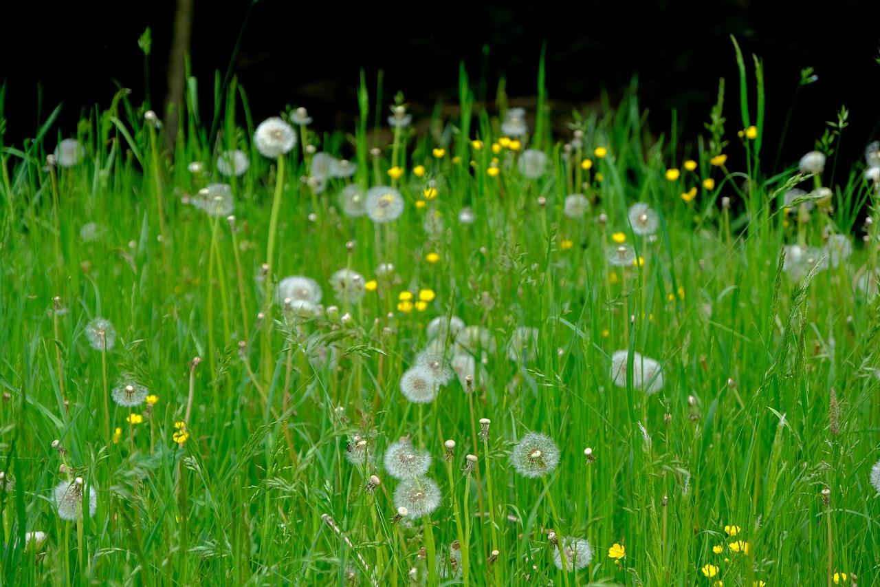 Dandelions